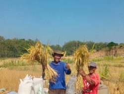 Berkat Cv Lilahi Samawati Wallardi, Petani Semangat Manfaatkan Lahan yang Produktif