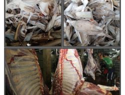 Sindikat Jagal Sapi Diduga Menjadi Biang Kerok Meninggalnya Sapi Warga Akibat Keracunan