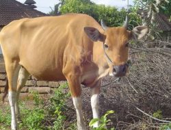 Dugaan menggelapkan 20 Ekor Sapi Bantuan Jalur Aspirasi dari Dinas Peternakan oleh oknum ketua kelompok Desa Bakti Rasa Kecamatan Sragi