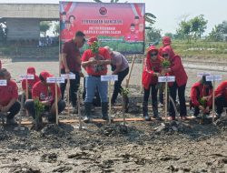 DPC PDI-P Lamsel Bersama Kader, Gelar Penanaman 4 Ribu Pohon Mangrove di Pematang Pasir