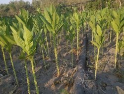 PLN Terkesan Biarkan Tiang Listrik Roboh, Masyarakat Dukoh Kidul Meradang