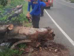 Damkarat Lamsel Sigap Evakuasi Pohon Tumbang, Menjulang Di Pinggir Jalinsum Depan Gang SMPN 2 Kalianda Jati Indah Permai