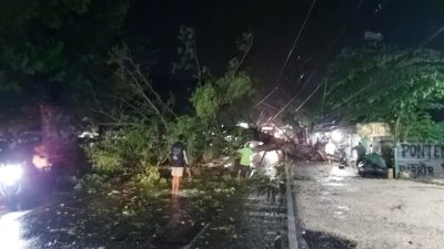 Polsek Bersama BPBD Evakuasi Pohon Tumbang di Jalur Poros Widang