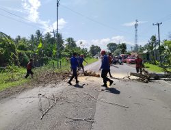 Dinas Damkarat Lamsel Bersama DLH dan Polres Lamsel Lakukan Tebang Pohon Yang Mati dan Ganggu Lalu Lintas jalan