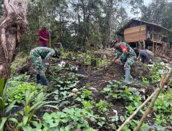 Bimbing Masyarakat, Babinsa Koramil 1715-01/Oksibil Terjun Langsung Bertani Dalam Program Ketahanan Pangan di Oksibil
