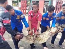 Dinas Damkarmat Kabupaten Lampung Selatan’ Sigap Tangkap dan Evakuasi Buaya di Bandar Agung Sragi