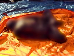 Pria Asal Kecamatan Kubu Hilang Lima Hari Ditemukan Tewas Membusuk di Kebun Sawit