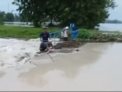 Tanggul Jebol Karena Hujan Semalaman, Ratusan Hektar Sawah Serta Rumah di Kec. Ketapang Terendam Banjir