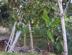 Lemahnya Pengawasan Pihak Terkait, Mafia Minyak Mentah Tumbuh Subur di Sumur Desa Plantungan