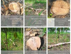 Hutan Gundul Bukan Hanya Akibat Penebang Liar, Namun Ada Oknum Perhutani Diduga Terlibat