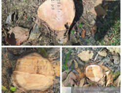 Berdalih Surat Tebang D, Diduga Oknum Perhutani Tebang Puluhan Pohon yang Masih Berdiri Tegak di KPH Kec.Parengan