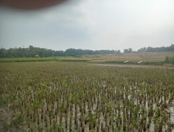 CV Lisa Perusahaan Yang Legal, Bantu Petani Dapatkan Lahan Produktif