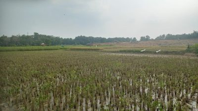 CV Lisa Perusahaan Yang Legal, Bantu Petani Dapatkan Lahan Produktif