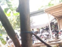 Praktik Judi Sabung Ayam di Kec.Brondong Semakin Menjamur, APH Setempat Seakan Tutup Mata