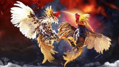 Maraknya Perjudian Sabung Ayam, di Duga ada Oknum Anggota Yang Membekingi 