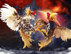 Seolah Kebal Hukum, Perjudian Sabung Ayam di Wilayah Kabupaten Tulungagung Masih Beraktifitas