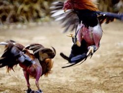 Tak Tersentuh APH, Judi Sabung Ayam di Wilayah Hukum Blitar Bebas Beroperasi