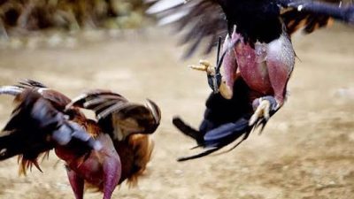 Tak Tersentuh APH, Judi Sabung Ayam di Wilayah Hukum Blitar Bebas Beroperasi