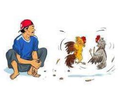 Minim Pengawasan Aparat Penegak Hukum Setempat, Praktik Judi Sabung Ayam di Lamongan Beraktivitas Kembali