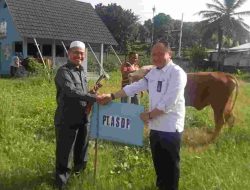 Berbagi di Momen Idul Adha, ASDP Salurkan Bantuan Kurban 20 ekor Sapi dan 100 ekor Kambing di Kantor Pusat dan Cabang seluruh Indonesia