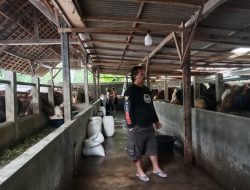 Hebat!! Salah Satu Anggota TNI AL. Bertuangas di Puslatmar Lompon 7 Sukses Bisnis Berternak