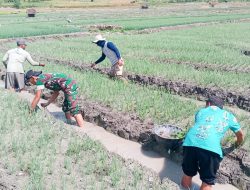 Dukung Ketahanan Pangan, Babinsa Posramil Gondang Bojonegoro bantu Petani Tanam Cabai