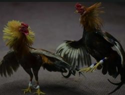 Merasa Kebal Hukum Kalangan Judi Sabung Ayam  Masih Marak Di Kediri, Disinyalir Ada Oknum Yang Membekingi!!