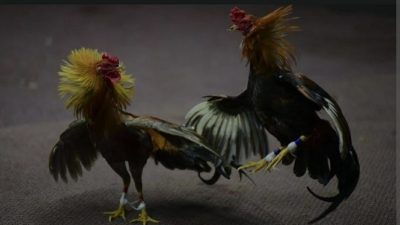 Merasa Kebal Hukum Kalangan Judi Sabung Ayam  Masih Marak Di Kediri, Disinyalir Ada Oknum Yang Membekingi!!