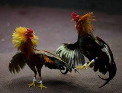 Diduga Aparat Setempat Melakukan Pembiaran Kepada Pihak Panitia Judi Sabung Ayam di Kabupaten Kediri