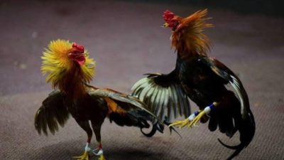 Diduga Aparat Setempat Melakukan Pembiaran Kepada Pihak Panitia Judi Sabung Ayam di Kabupaten Kediri