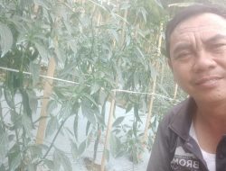 Perkuat Pertanian Aset Pribadi Milik Kades Balaidono Dimas Tanam Cabai di Pekarangan atau Tegal