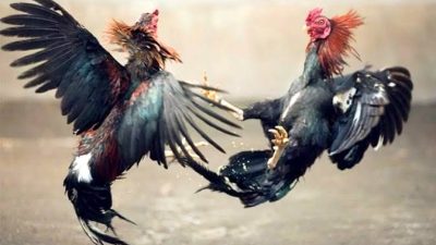 Beberapa Titik Area Sabung Ayam Terkesan Adanya Pembiaran di Wilayah Hukum Kabupaten Tulungagung
