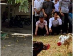 Perjudian Sabung Ayam di Kabupaten Blitar Masih Bebas Beroperasi APH Seakan Tutup Mata
