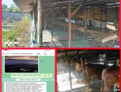 Usai Diberitakan dan Dilaporkan ke Kajari Lamongan, Sapi Bantuan Desa Karanglangit Muncul Kembali