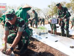 Optimalkan Lahan Kosong, Kodim Bojonegoro Tanam Ribuan Bibit Cabai
