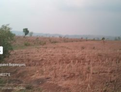 DEFORESTASI Brutal, Beralihnya Fungsi Lahan Hutan Menjadi Lahan Pertanian di BKPH Sekaran