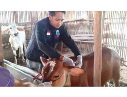PT. JJAA Realisasikan CSR Berupa Pemberian Vaksin PMK Dan LSD Gratis Ke Ternak Warga Di 10 Desa Se- Kecamatan Sidomulyo
