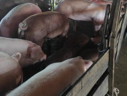 Tanpa Dokumen Resmi, Kapal Pengangkut Babi di Pontianak Tuai Polemik!
