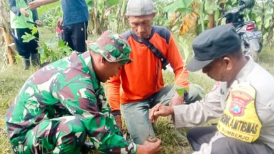 Kompak, Babinsa Koramil Malo Bojonegoro bersama Masyarakat Tanggir Tanam Pohon Sukun dan Perbaiki Jalan Rusak