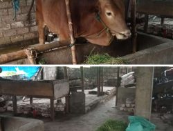 Bantuan Hibah Provinsi Berupa Sapi di Desa Maduran Lamongan Diduga Hilang Tanpa Ada Kejelasan