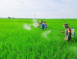 Dukung Ketahanan Pangan, Babinsa Koramil Kepohbaru Bojonegoro bantu Petani Desa Cengkir berantas OPT