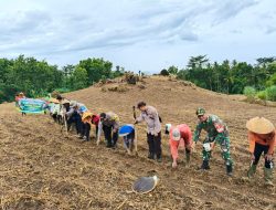Polresta Banyuwangi Bersama Kelompok Tani Tanam Jagung Serentak Gelorakan Swasembada Pangan