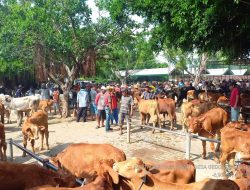 Pemkab Tuban Buka Kembali Pasar Hewan, Waspada PMK Tetap Diutamakan