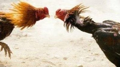 Perjudian Sabung Ayam Marak di Buring Malang, Aparat Dinilai Tutup Mata Terhadap Instruksi Kapolri