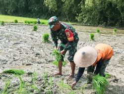 Babinsa Kodim Bojonegoro bantu Petani Wujudkan Ketahanan Pangan Nasional