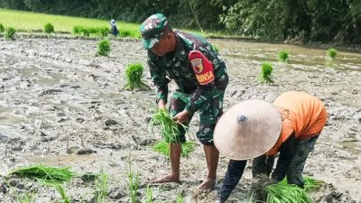 Babinsa Kodim Bojonegoro bantu Petani Wujudkan Ketahanan Pangan Nasional