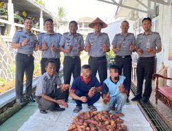 Sukses Besar, Kalapas Kalianda Pimpin Panen Ubi Hasil Warga Binaan