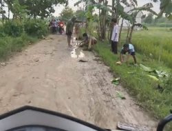 Warga Dusun Pager Tanam Pohon Pisang di Jalan Menuju Palangan