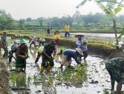Bantu Petani Tanam Padi, Babinsa Koramil Bubulan Bojonegoro dukung Program Ketahanan Pangan