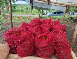 Zona Bakamla Tengah Panen Cabai 1,3 Ton dalam Program Ketahanan Pangan Nasional